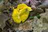 Aranypenész (Hypomyces chrysospermus), Pilis